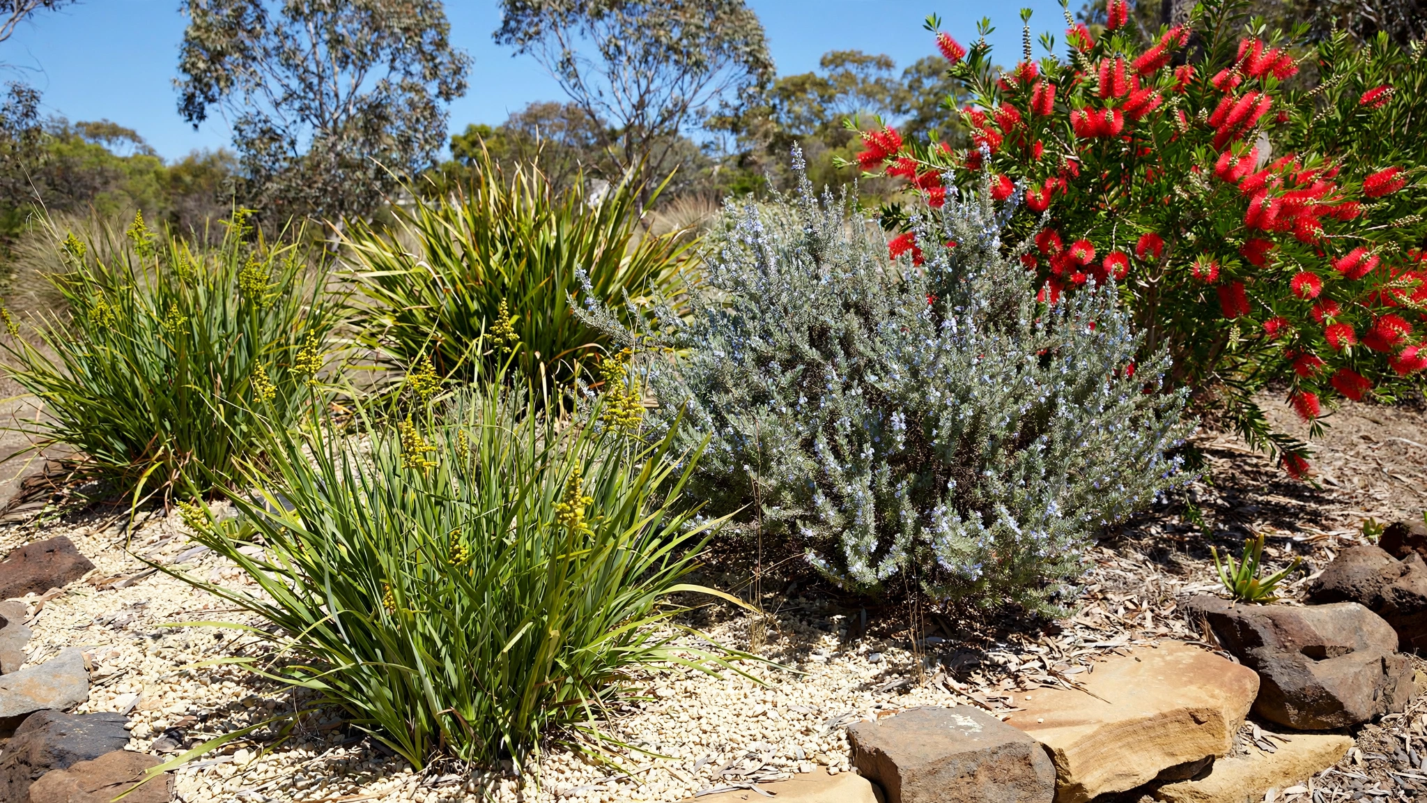 Best Outdoor Plants for Full Sun in Australia