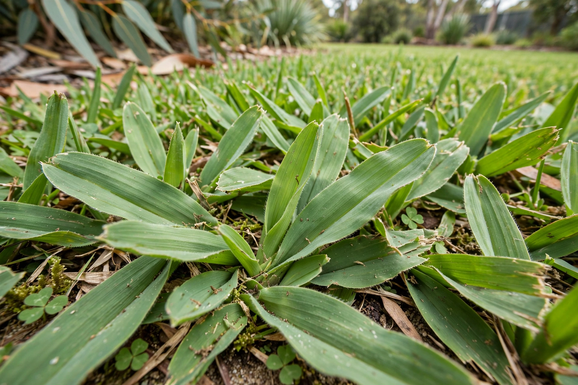Buffalo Grass vs Kikuyu: Which Is Better for Australian Lawns? — photo 2